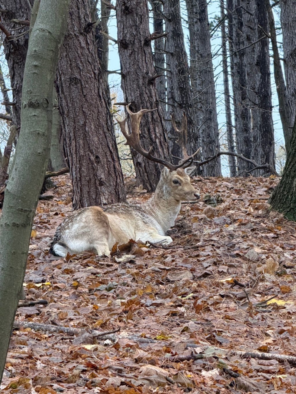 Relaxt tussen de Herfstbladeren 