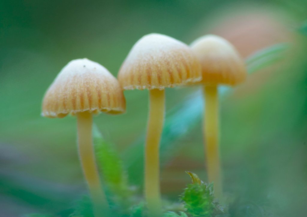 Mycena
