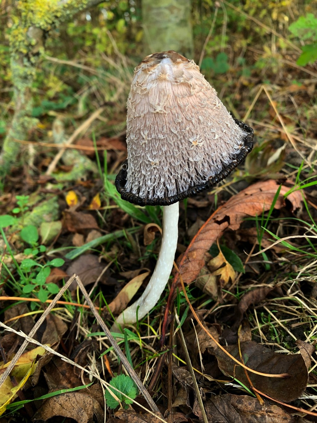 Geschubde inktzwam (Coprinus comatus)