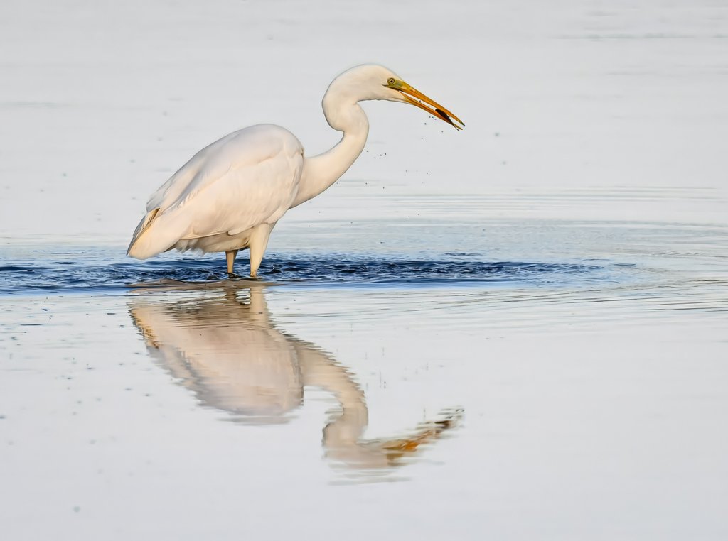 Zilverreiger (met prooi)