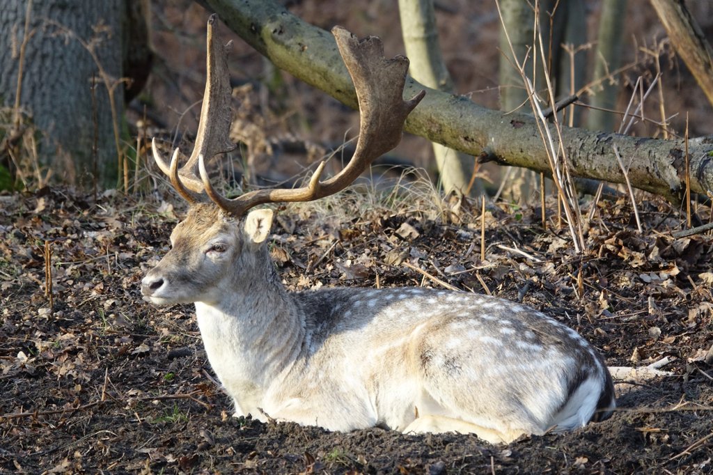 Hert genietend van de zon
