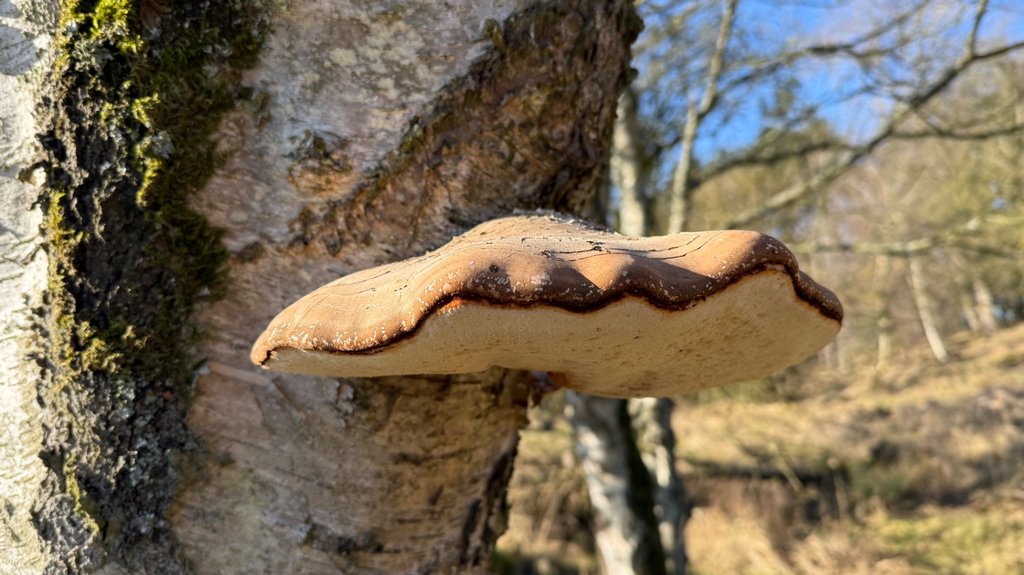 Berkenzwam