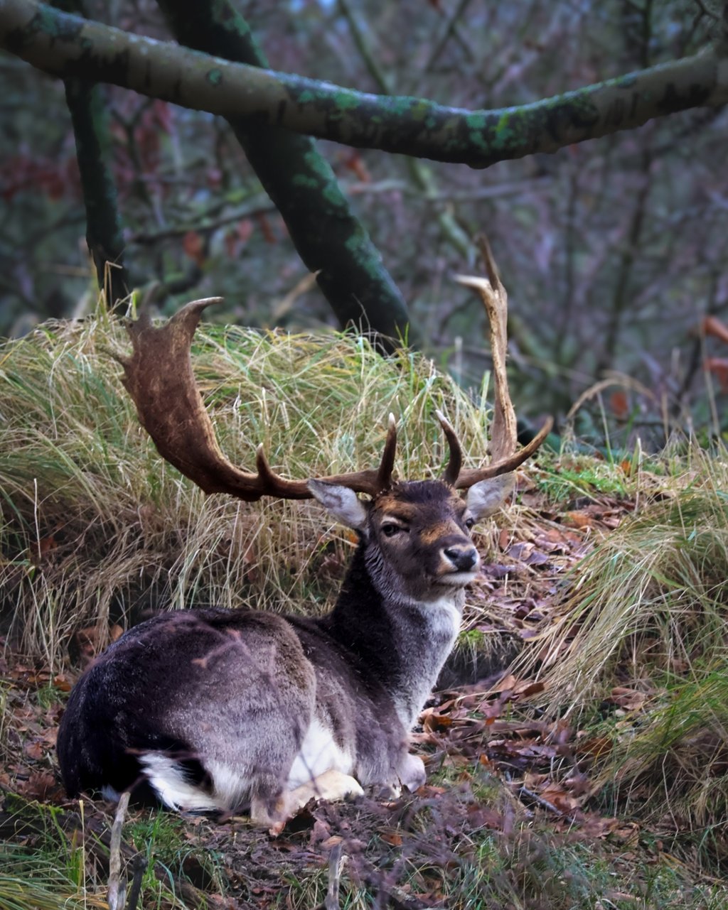 Damhert aan het uitrusten op de heuvel