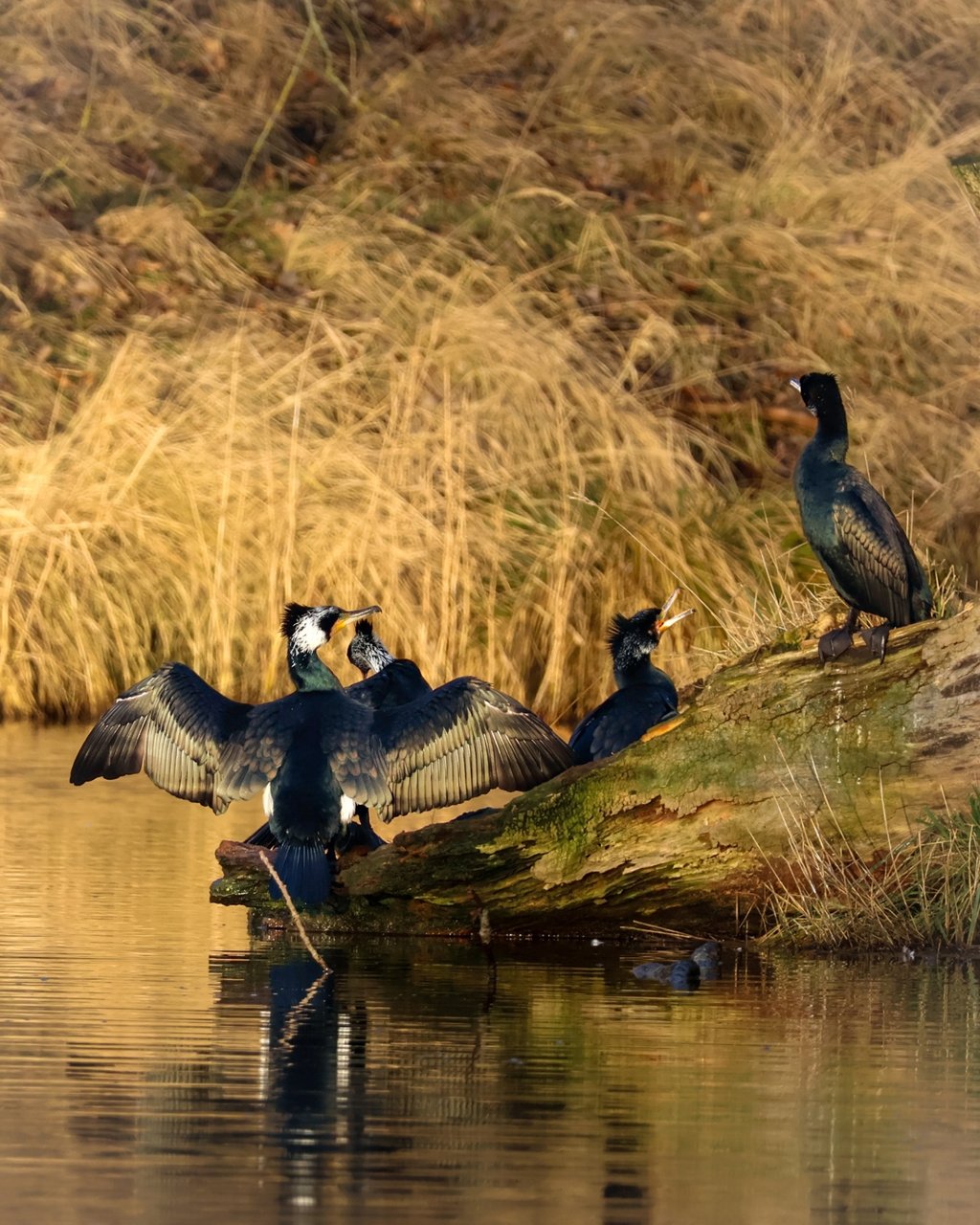 Aalscholvers op de oever van de Oranjekom