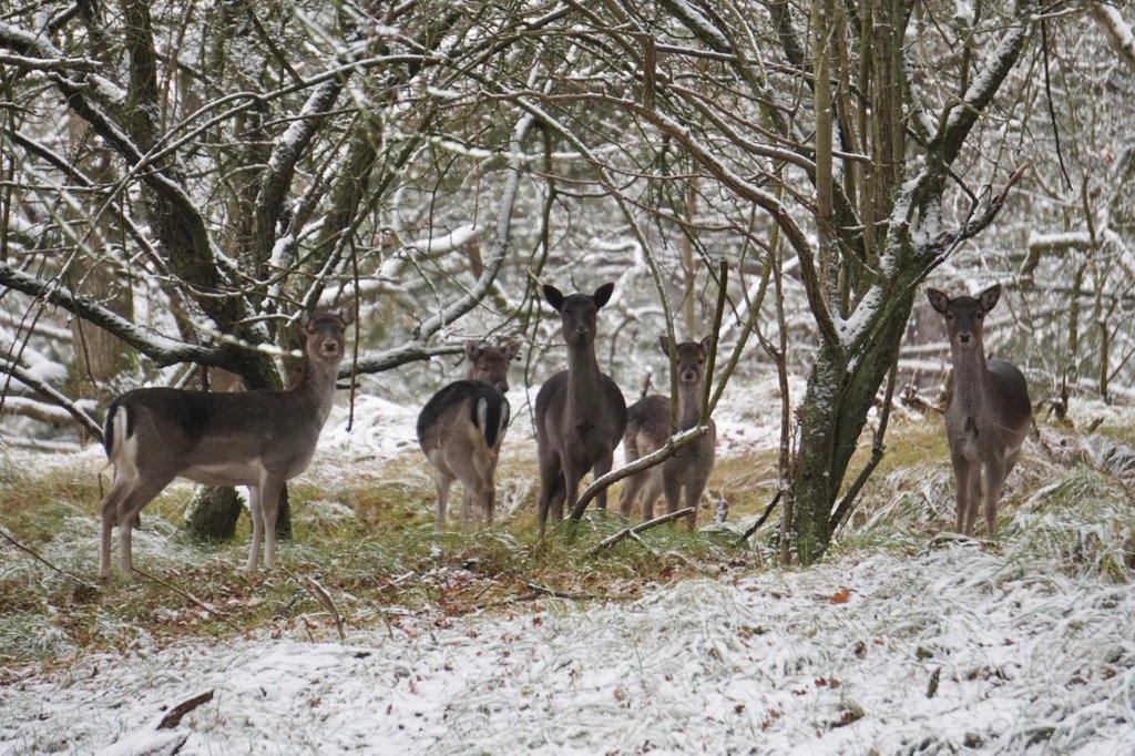 Hertjes in de sneeuw