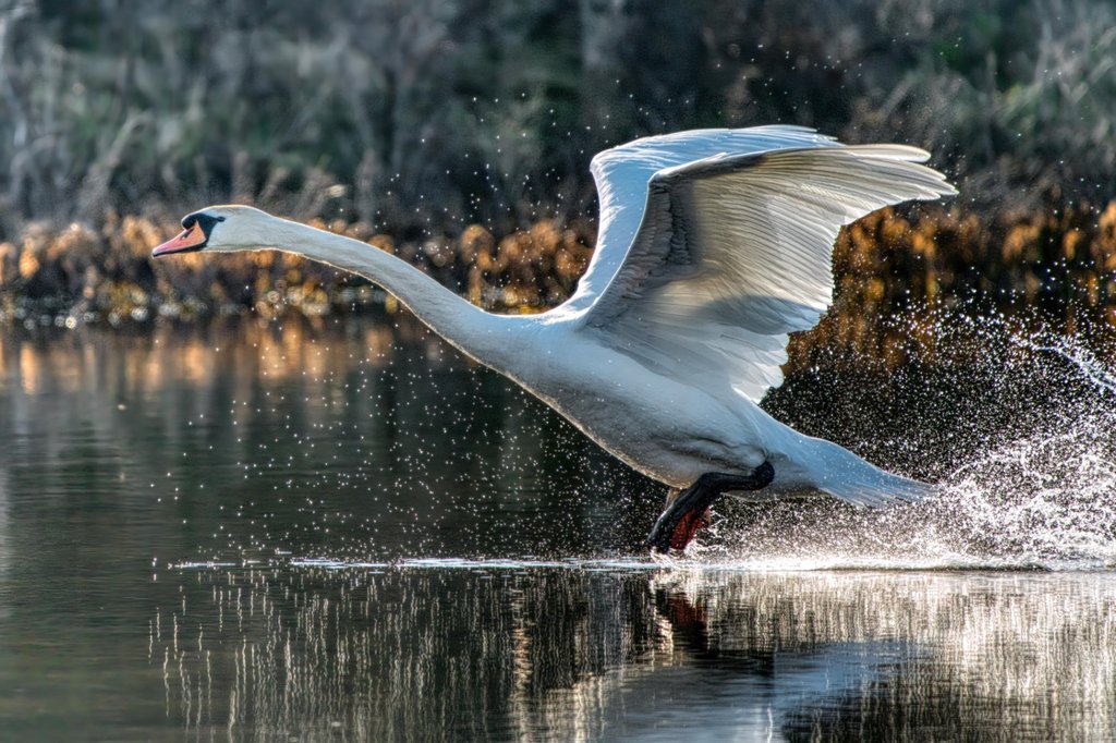 Broedseizoen in volle gang
