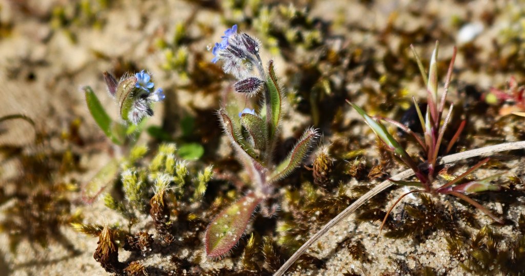 Ruw vergeet-me-nietje 