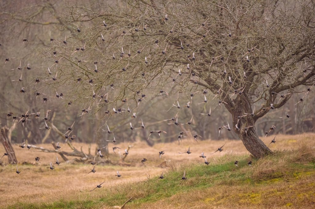Heel veel spreeuwen !!